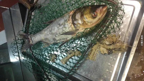 疑商家缺斤短兩，情侶“魚骨拼圖”維權(quán)