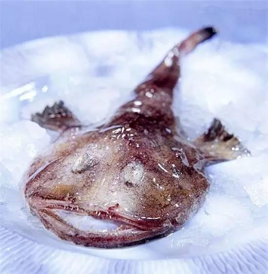 知識(shí)庫(kù)｜奇丑卻極美味的魚，餐廳趕緊上新菜！