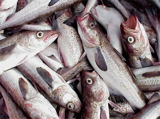 知識(shí)庫(kù)｜這種魚(yú)可以一魚(yú)36吃，你餐廳還不上菜？