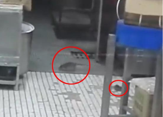上海南京東路沈大成餐廳老鼠出沒，市場監(jiān)管局：3月剛滅鼠