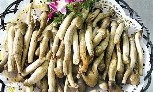 荔枝菌，可遇不可求的“嶺南菌王”