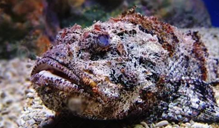 知識庫｜如何處理、烹飪世界最毒的海魚？