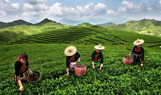 皇茶、喜茶之后，茶飲界又冒出一“黑馬”烏龍煎