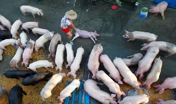 豬肉消費(fèi)總量連年下滑，人們沒那么愛吃肉了嗎？|餐飲界