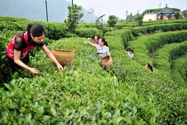 比肩星巴克？新中式茶飲的下半場(chǎng)得好好抓抓供應(yīng)鏈管理這門課了