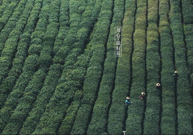 如何掘金500億新茶飲市場(chǎng)，打造一杯有故事的黑龍茶？