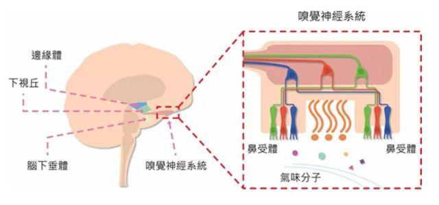 讓消費(fèi)者欲罷不能的氣味營(yíng)銷(xiāo)，餐飲人該如何實(shí)現(xiàn)？ | 餐見(jiàn)