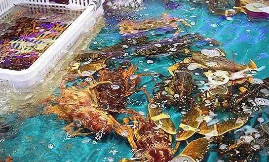 海鮮之戰(zhàn)：上半場活鮮炒作已曲終，下半場冷凍海鮮厚積薄發(fā)？|餐飲界