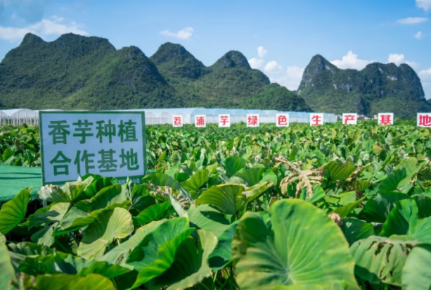 在檳榔芋優(yōu)質(zhì)產(chǎn)區(qū)共建種植基地，喜茶持續(xù)推動新茶飲供應(yīng)鏈專業(yè)化發(fā)展|餐飲界
