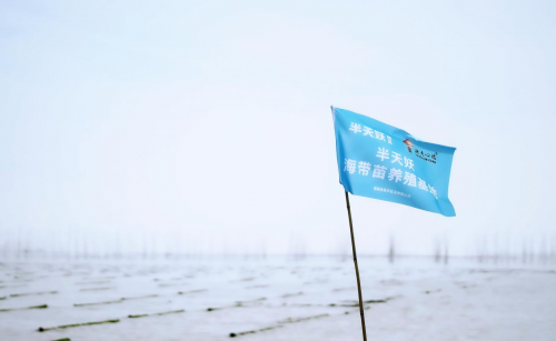 霞浦海帶苗豐收季：半天妖助力產(chǎn)業(yè)騰飛，守護“舌尖上的鮮嫩”