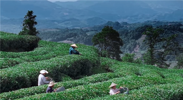 奢配180斤茉莉花，檸季讓香氣沉浸至最后一口