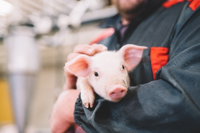 芬蘭無(wú)抗生素肉品專(zhuān)家Atria阿特睿教你挑肉小妙招：買(mǎi)肉不能只看肉質(zhì)，還要看動(dòng)物福利標(biāo)準(zhǔn)|餐飲界