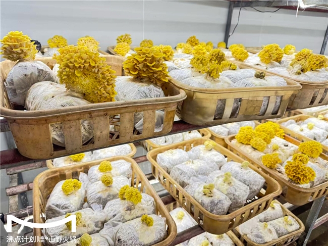 沸點(diǎn)計(jì)劃發(fā)布“山海供應(yīng)鏈”戰(zhàn)略：投建十大生態(tài)基地，護(hù)航萬店擴(kuò)張|餐飲界